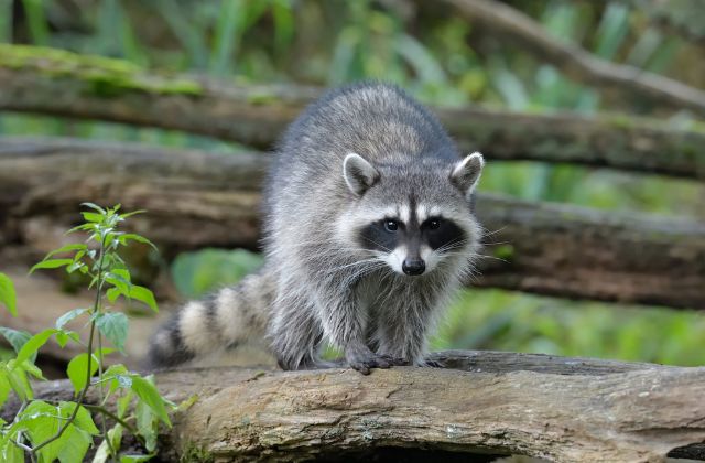 What Smells Do Raccoons Hate