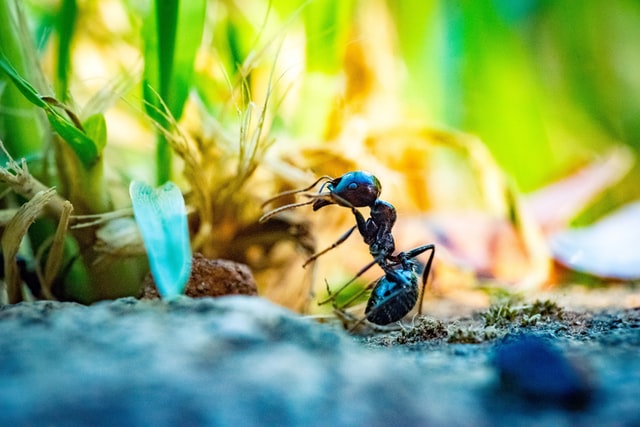 What smell does ants hate