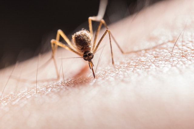 does perfume attract bugs