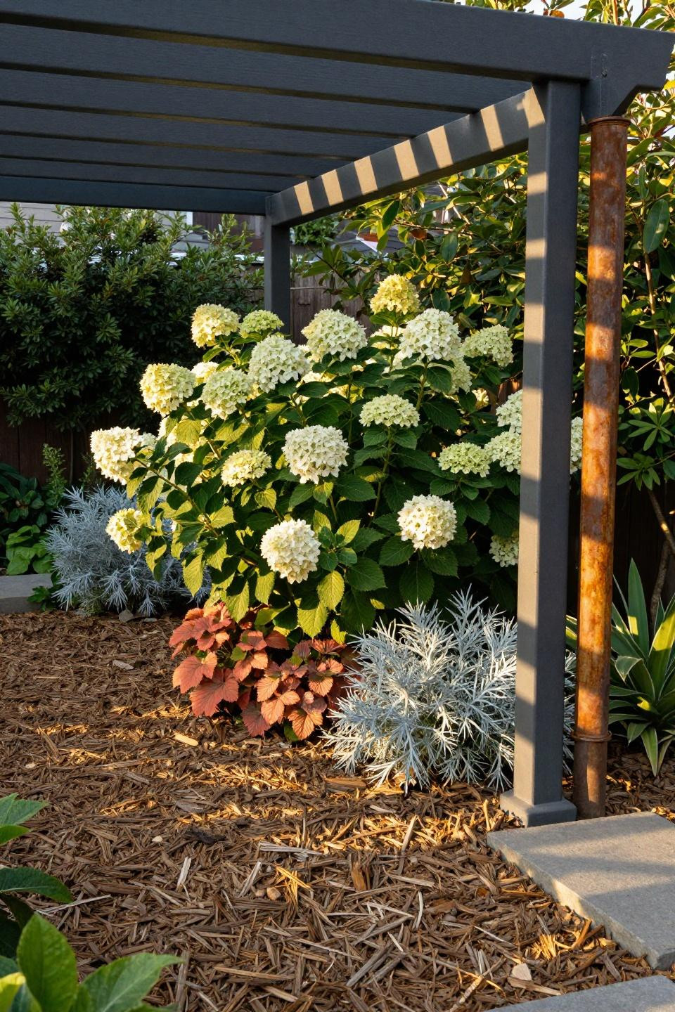 Side yard landscaping with steel pergola and hydrangeas