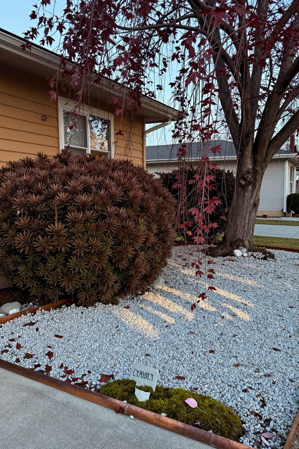 Small backyard landscaping with tiered Japanese boxwood and weeping cherry