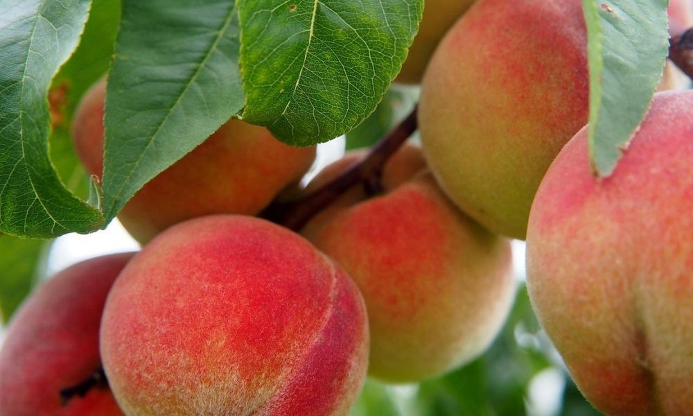 Best peach perfume - Top 10 best smelling nectarine scented fragrances