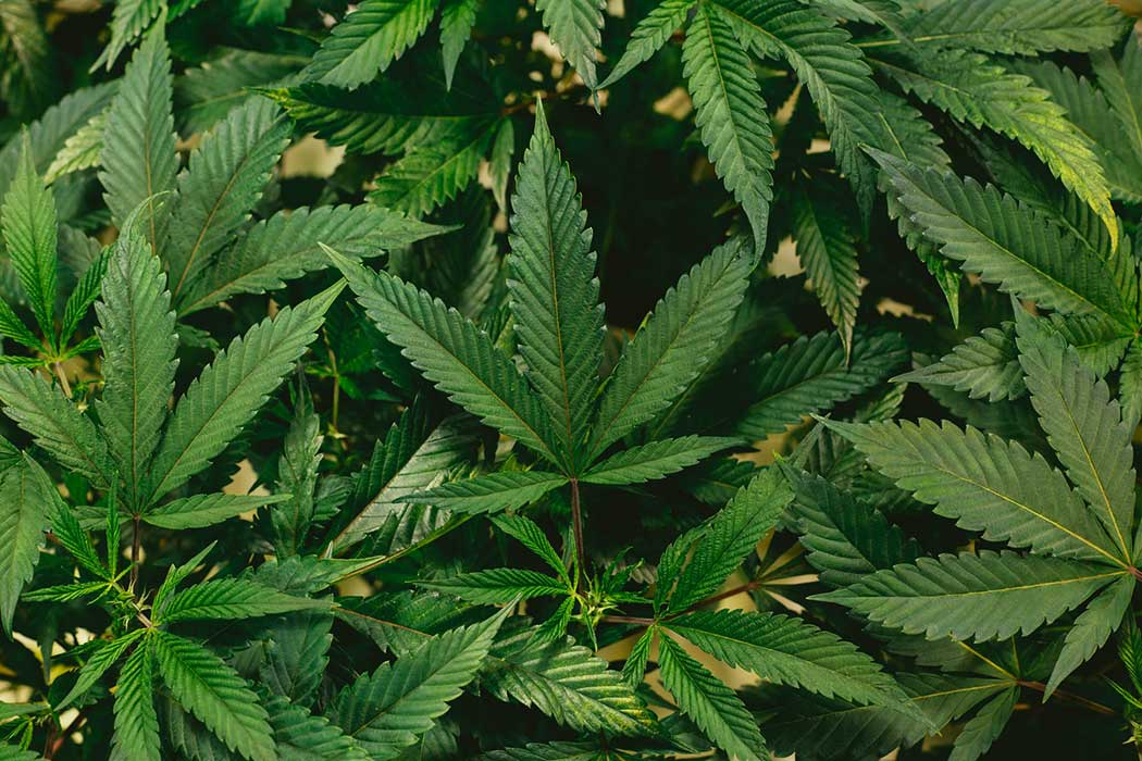 Cologne that smells like weed, 8 cannabis smelling fragrances