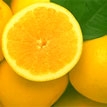 Citrus 