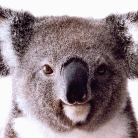 koalavert